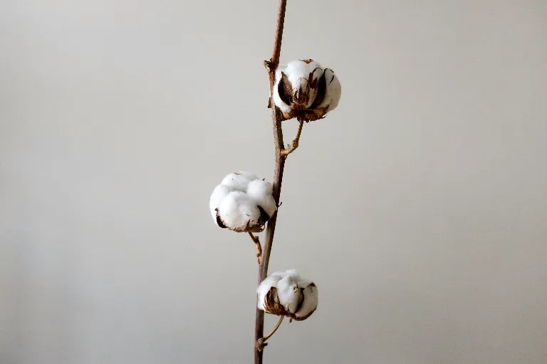 Imagen de una planta de algodón.